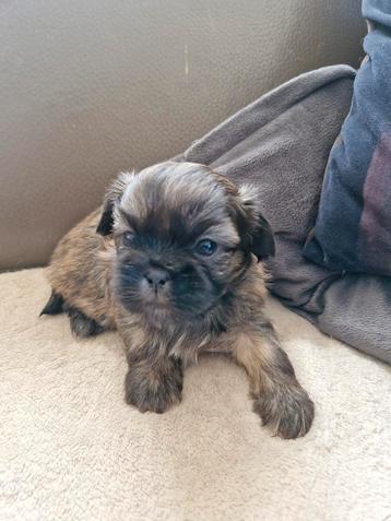 Shihtzu pupjes  beschikbaar voor biedingen