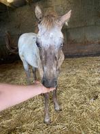 Veulen, Dieren en Toebehoren, Paarden, Hengst, Onbeleerd, 0 tot 2 jaar
