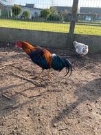 Soeandese vechter x franse vechter, Animaux & Accessoires, Volatiles, Mâle, Poule ou poulet