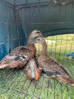 Loop eend trio, Dieren en Toebehoren, Pluimvee, Eend