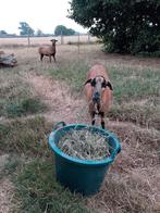 Kameroenschapen schaap twee stuks bijna 4 jaar, Dieren en Toebehoren, Schaap