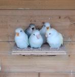 2 jonge agapornis roseicollie, Dieren en Toebehoren, Meerdere dieren, Dwergpapegaai of Agapornis, Geringd