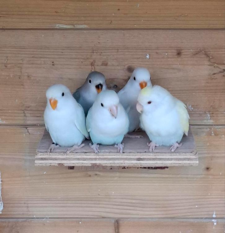 2 jonge agapornis roseicollie, Dieren en Toebehoren, Vogels | Parkieten en Papegaaien, Dwergpapegaai of Agapornis, Meerdere dieren
