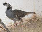 californische kuifkwartels, Dieren en Toebehoren, Meerdere dieren, Overige soorten