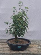 Acer buergeranium bonsai, Tuin en Terras, Ophalen, In pot