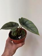 Alocasia, Huis en Inrichting, Kamerplanten, Ophalen