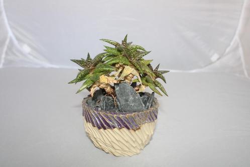 aloe jucunda reynolds, Huis en Inrichting, Kamerplanten, Vetplant, Minder dan 100 cm, Groene kamerplant, Volle zon, In pot, Ophalen of Verzenden