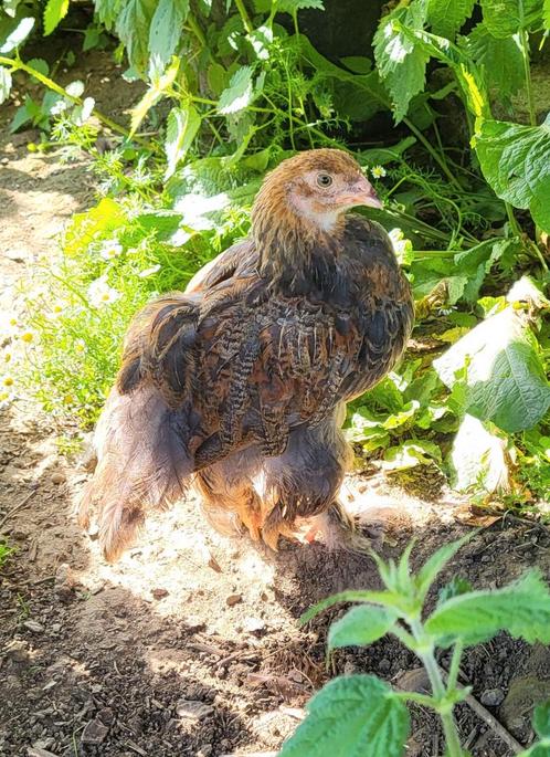 Coq brahma grande race, Dieren en Toebehoren, Pluimvee