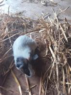 Cavia's, Dieren en Toebehoren, Knaagdieren, September, Cavia