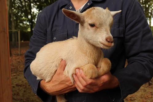 Palomino - camel dwergbok, Dieren en Toebehoren, Schapen, Geiten en Varkens, Geit, Mannelijk, 0 tot 2 jaar