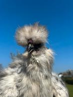 Broedeieren zijdehoen