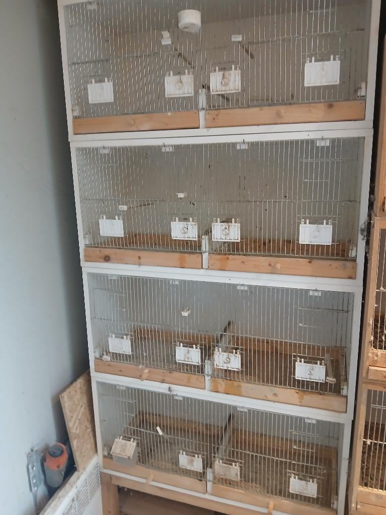 Kweekkooien, Enlèvement