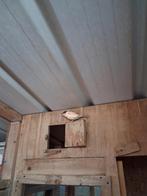 Harlekijn kanaries, Dieren en Toebehoren