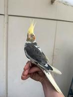 Tamme valkparkiet man, Dieren en Toebehoren, Vogels | Parkieten en Papegaaien