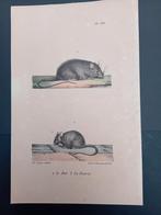 Gravure Le Rat et La Souris lot 147, Enlèvement ou Envoi
