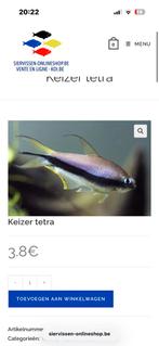 keizer tetra, Dieren en Toebehoren, Ophalen