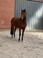 4 jarige Codex One merrie, Débourré, Avec pedigree, 160 à 165 cm, Cheval de saut