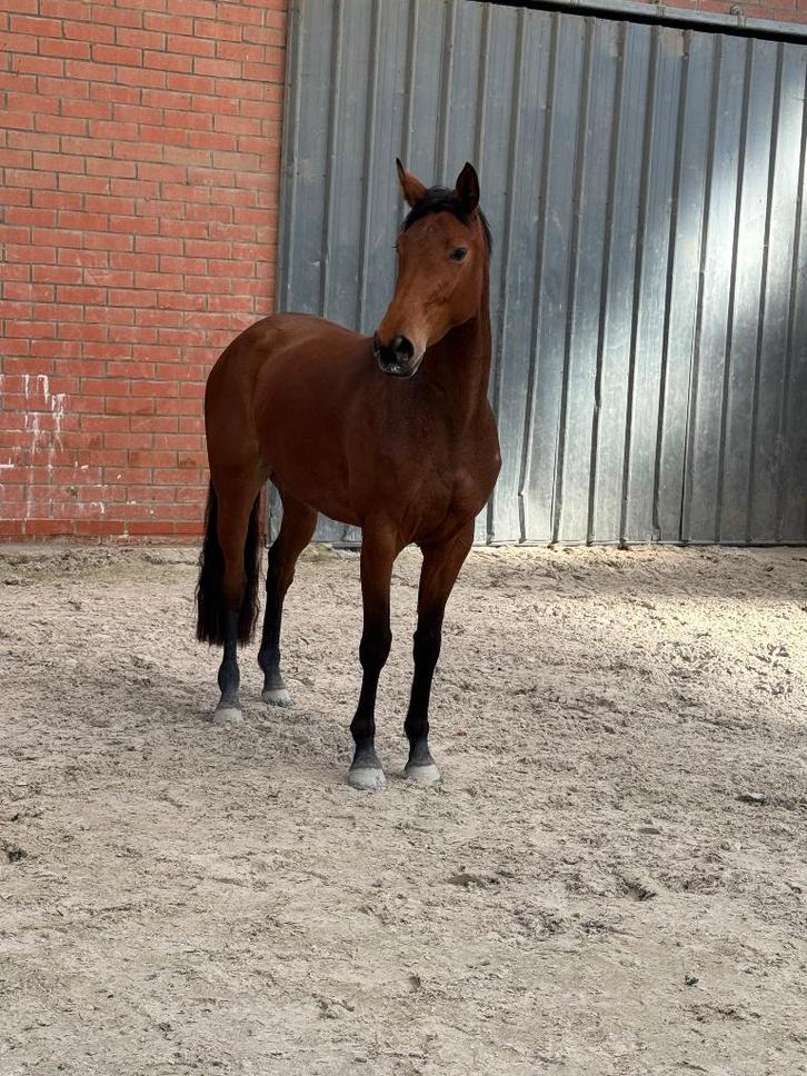 4 jarige Codex One merrie, Animaux & Accessoires, Chevaux, Jument, Débourré, 160 à 165 cm, 3 à 6 ans, Cheval de saut, Avec pedigree