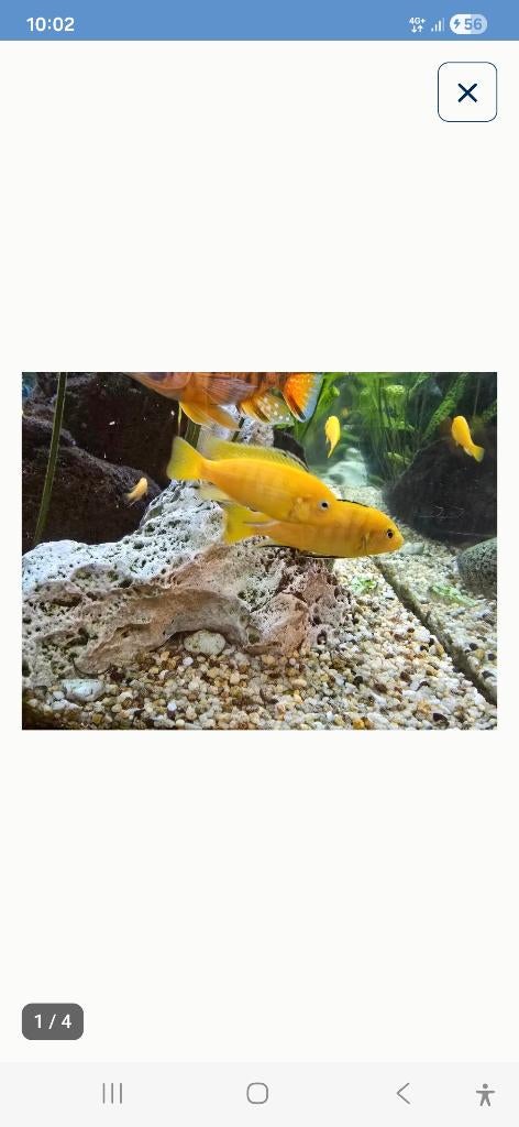 Afrikaanse cichlide, Dieren en Toebehoren, Ophalen, Zo goed als nieuw, Decoratie, Fluval