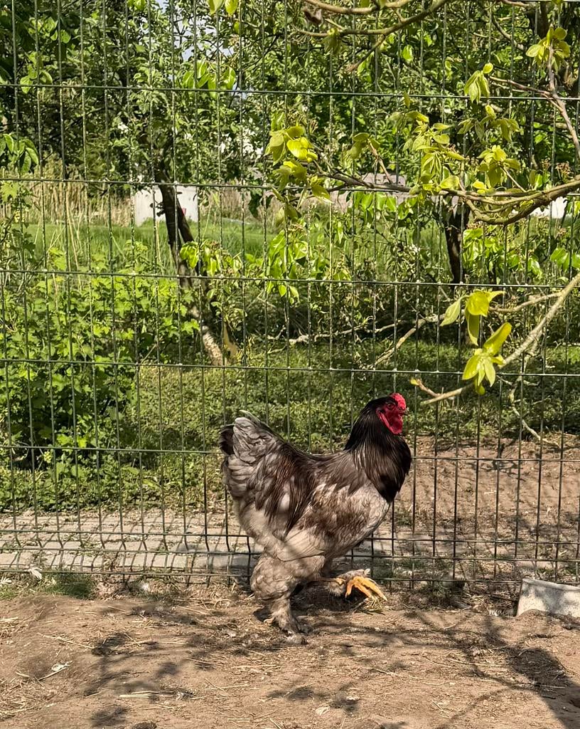 Brahma hanen, Mannelijk, Kip