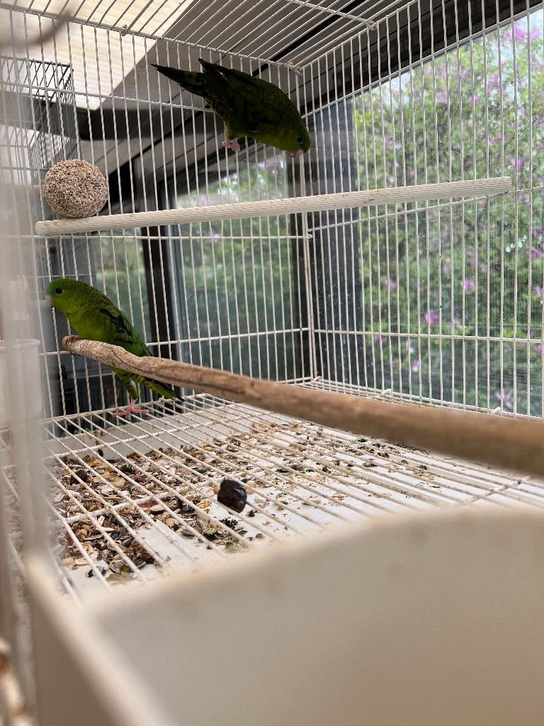 Katharina parkiet, Plusieurs animaux, Perruche, Bagué