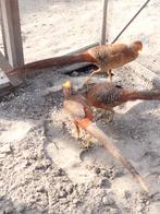 Goudfazant, Mannelijk, Overige soorten