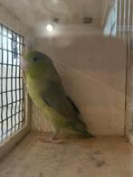 Forpus bont, Dieren en Toebehoren, Vogels | Parkieten en Papegaaien