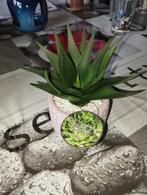 Nouvelle plante en pot, Enlèvement, En pot