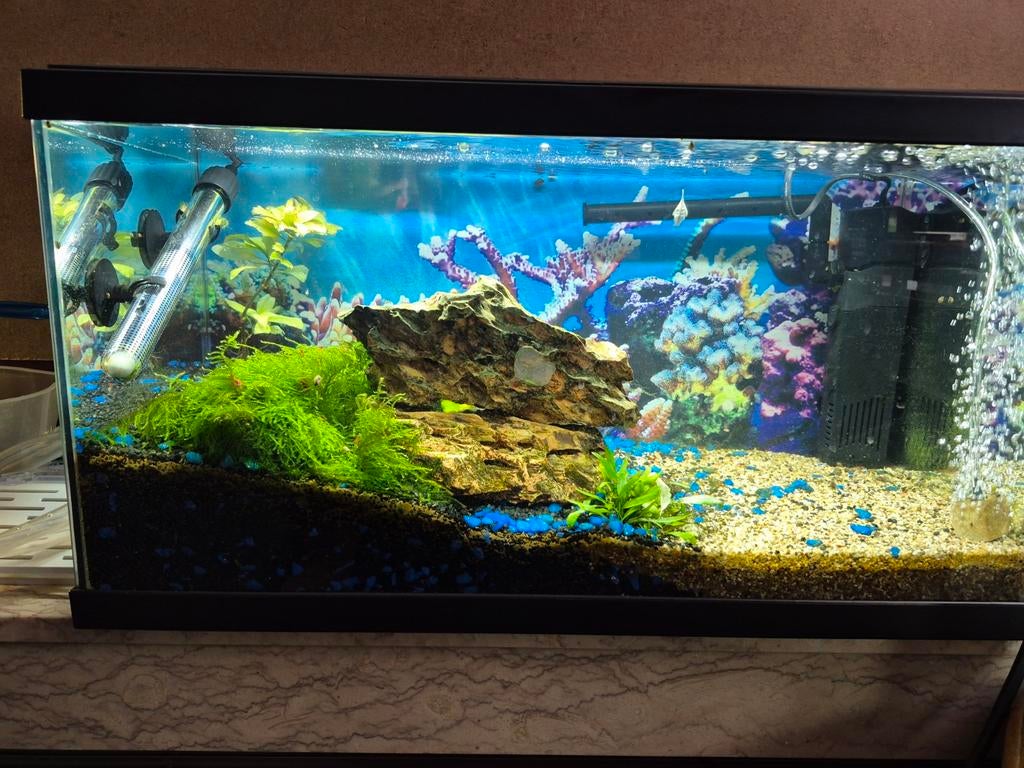 Aquariums te koop, Ophalen