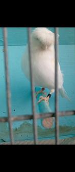 Canaris mâle gloster huppé , à partir de, Mâle, Canari de posture