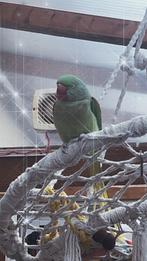 Perruche Grand Alexandre, Dieren en Toebehoren, Meerdere dieren, Parkiet, Geringd