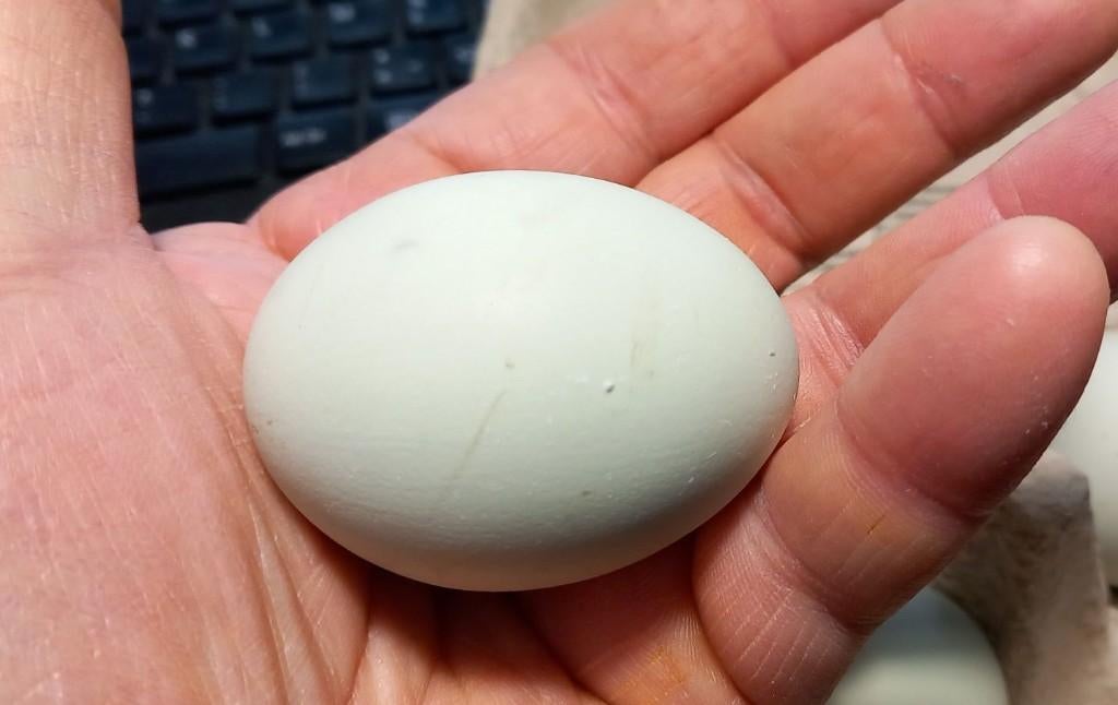 Broedeieren zeldzame kippenras Silverurdds Bla, groenlegger, Dieren en Toebehoren, Pluimvee, Kip