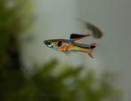 Endler Guppy's