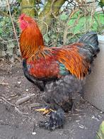 coq Brahma - Brahma haan, Animaux & Accessoires, Volatiles, Mâle, Poule ou poulet