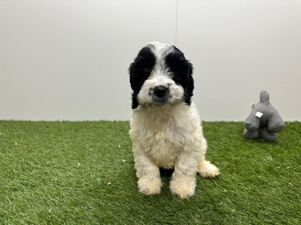 Cockapoo pups (F1), België, 8 tot 15 weken, Parvo, Meerdere