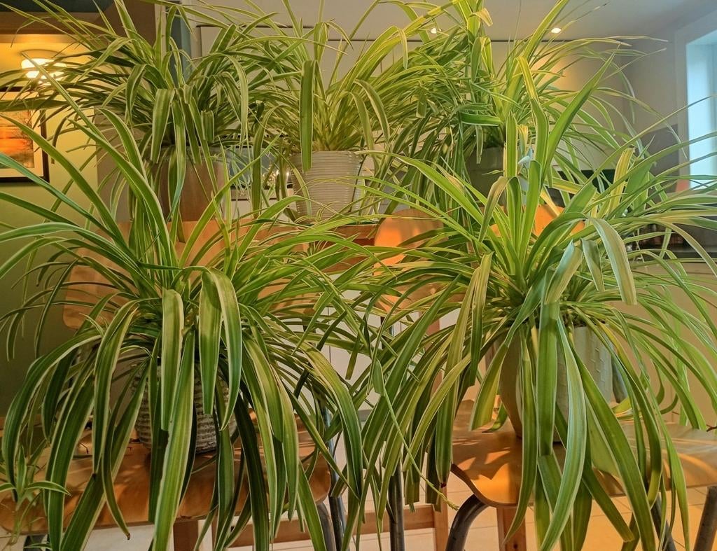 Grote gezonde Graslelies Moederplanten af te halen in Diest, Enlèvement, En pot