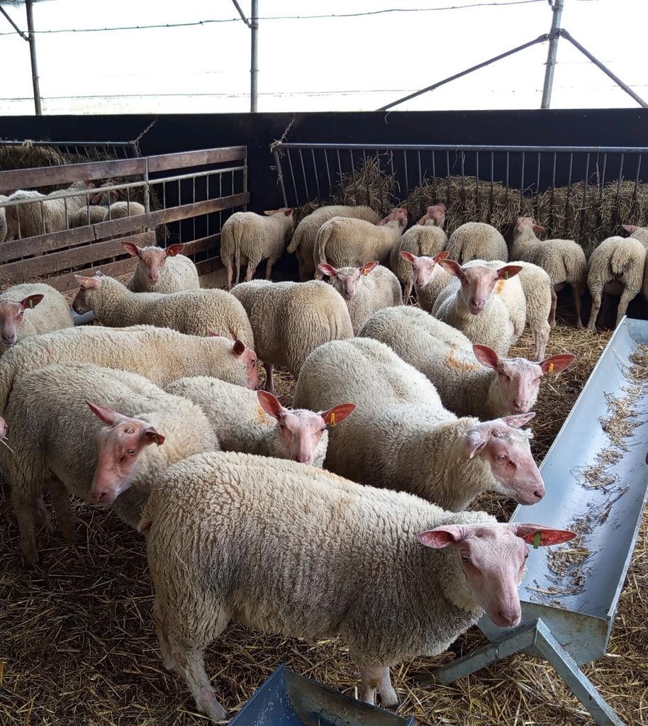 Stamboek lammeren ROUGE  DE L'OUEST, Dieren en Toebehoren