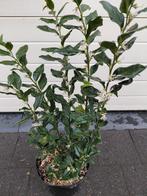 Sarcococca Confusa, Jardin & Terrasse, Plantes | Jardin, Enlèvement, Mi-ombre