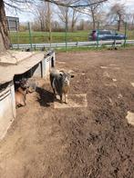 Les chèvres naines sont des chèvres maintenant, Juin, Mâle