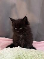 Maine Coon Cattery Butterfly’s! (HK20308283), Dieren en Toebehoren, Meerdere dieren, Met stamboom