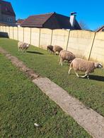 Schapen ooi, Dieren en Toebehoren