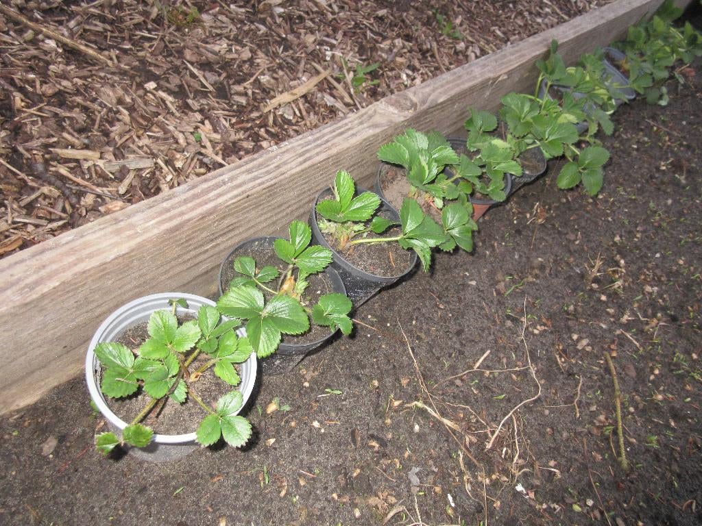 Biologische Doordragende Aardbeiplantjes Mara de Bois, Enlèvement