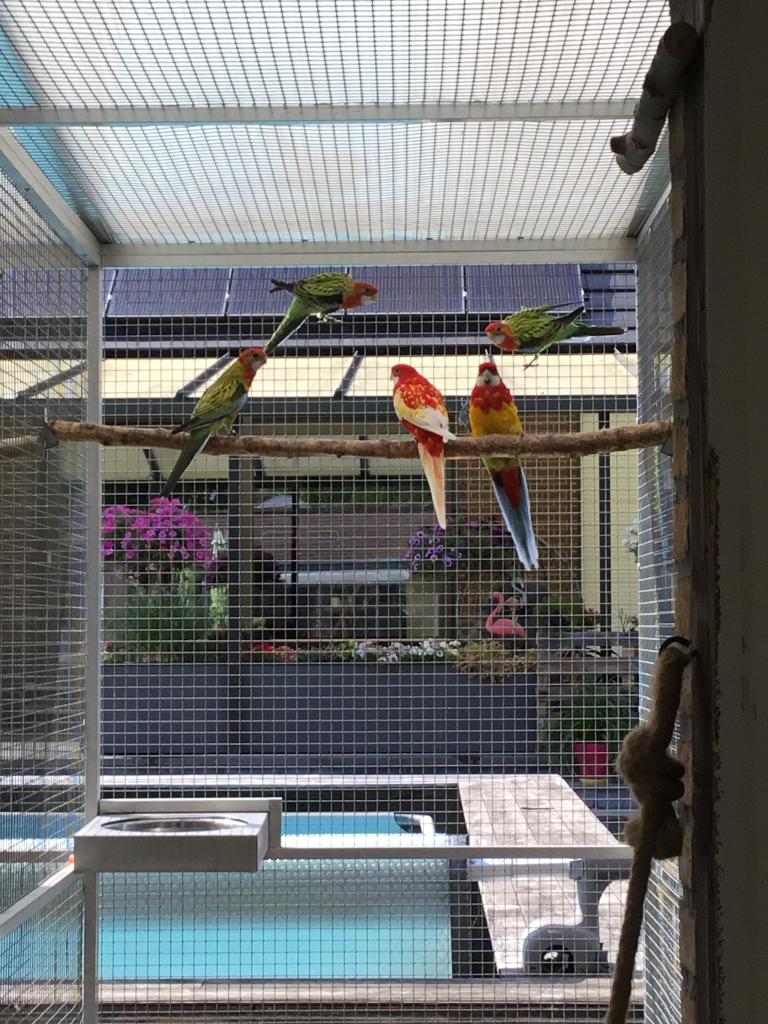 Rosella, Animaux & Accessoires, Oiseaux | Perruches & Perroquets, Mâle, Perruche, Bagué