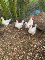 Broedeieren lavendel legbar, Dieren en Toebehoren, Pluimvee