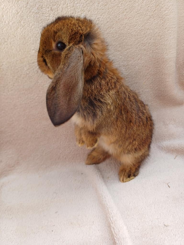 Wildkleur franse hangoor voedster, Femelle, Grand, Oreilles tombantes, 0 à 2 ans