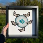 Opgezette vlinder - parantica vitrina op blauwe agaat, Verzamelen, Dierenverzamelingen, Ophalen of Verzenden, Nieuw, Insect, Opgezet dier