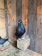 Alle takla duiven te koop moeten zo snel mogelijk weg, Dieren en Toebehoren, Vogels | Duiven