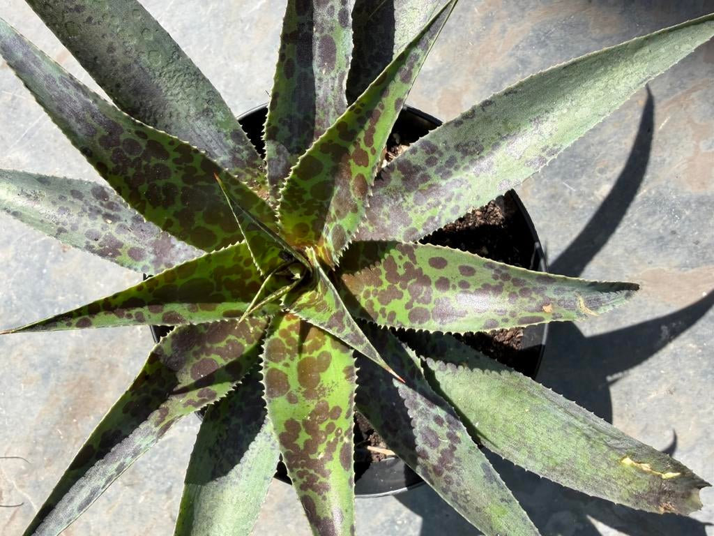 Mangave inktblot, lavendel en desert, Ophalen