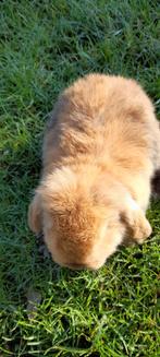 Super mooi nederlands hangoor vrouwtje 6weken oud, Dieren en Toebehoren, Hangoor