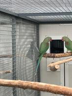 Alexander Perakeet VERT FONCÉ, Femelle, Perruche, Bagué